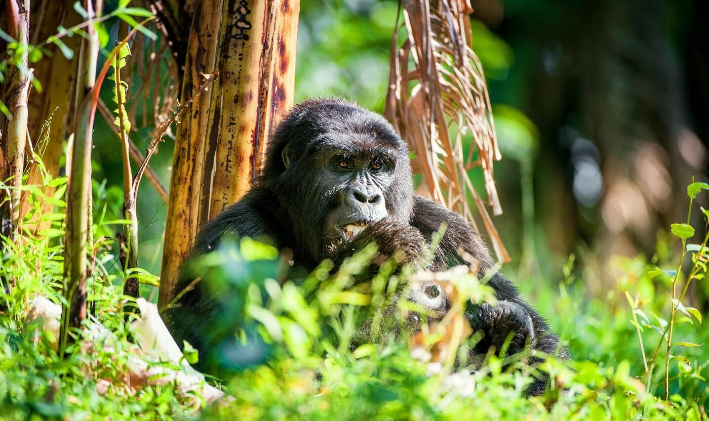 3-Days-Fly-in-Gorilla-Trekking-in-Uganda-2