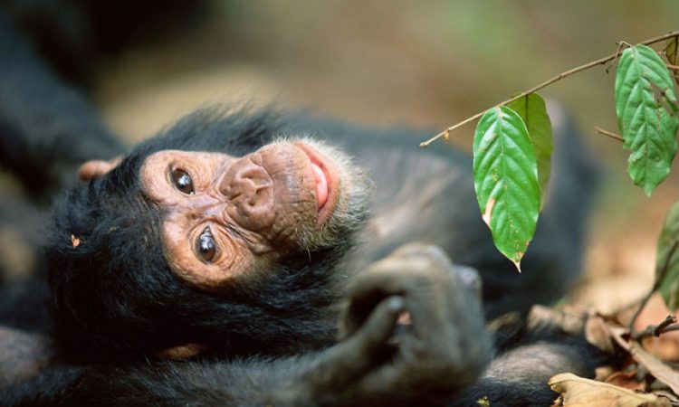 3-Days-Uganda-Budget-Chimpanzee-Trekking-Safari-750x450