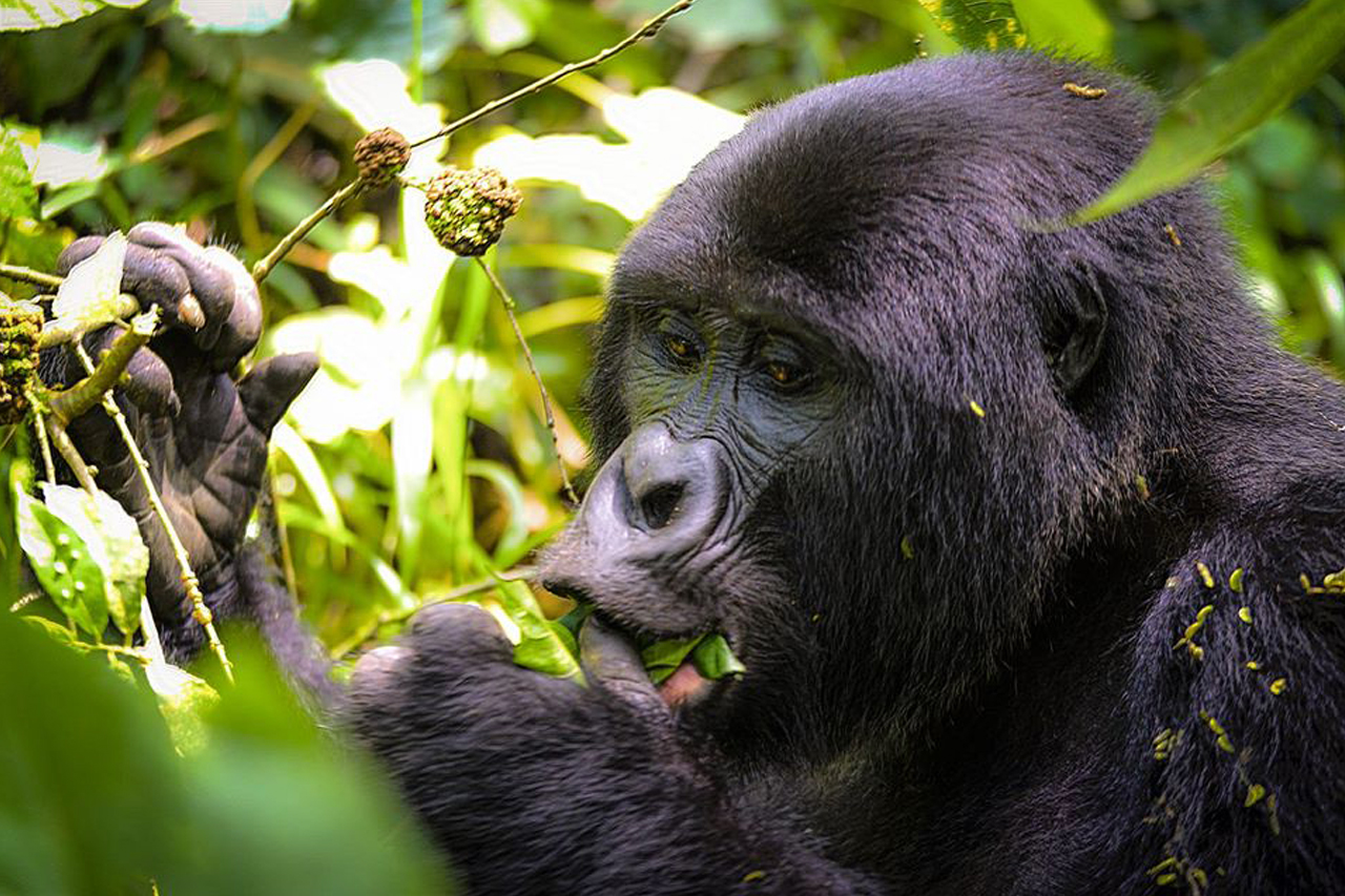 3-days-uganda-gorilla-trekking-safari-from-kigali-rwanda