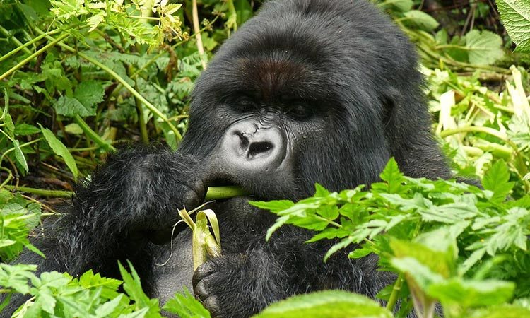 5-Days-Gorilla-Golden-Monkey-Trekking-Safari