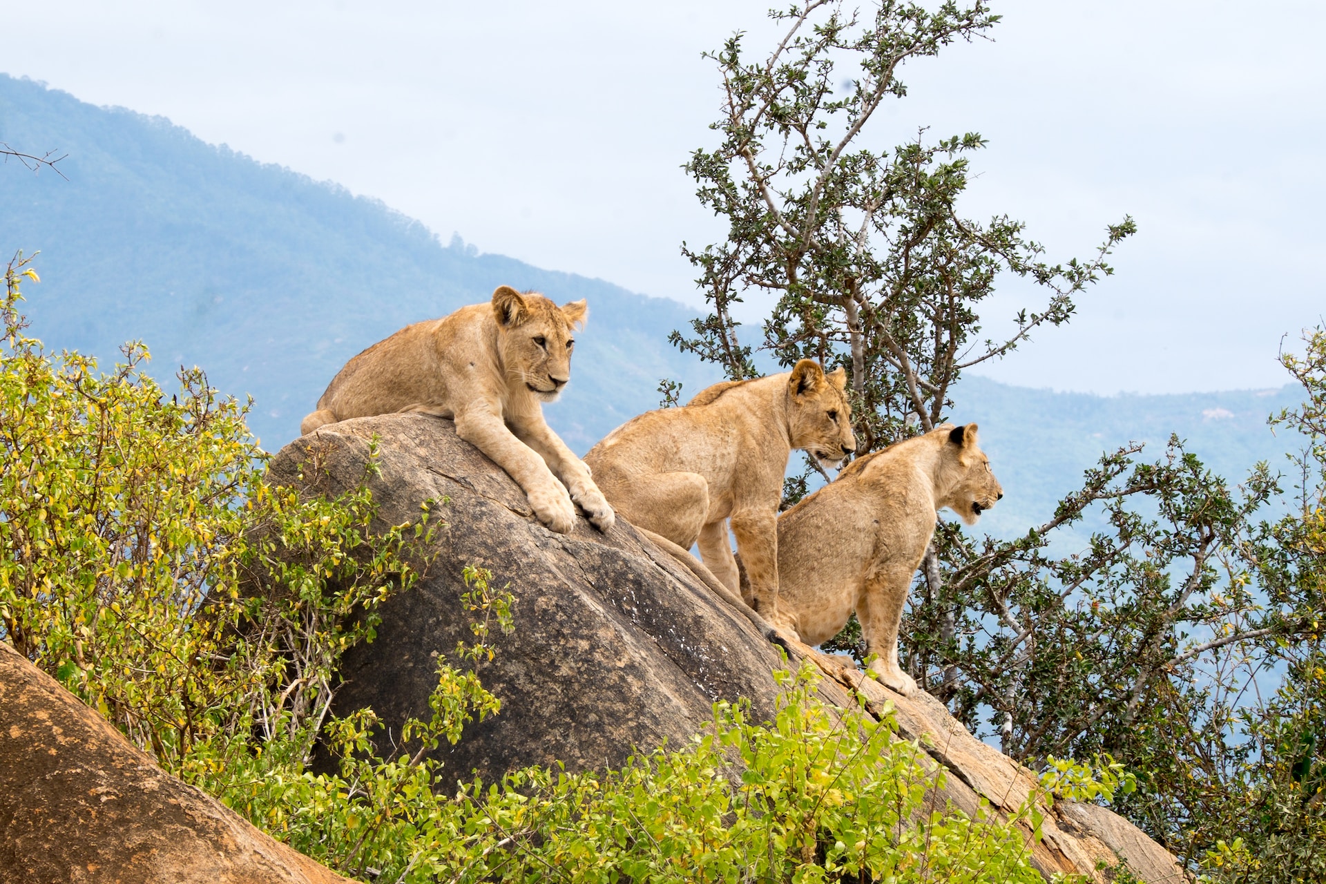 5-Days-Wildlife-Safari-In-Kenya-–-Wildlife-Safaris-Culture-Amboseli-Tsavo