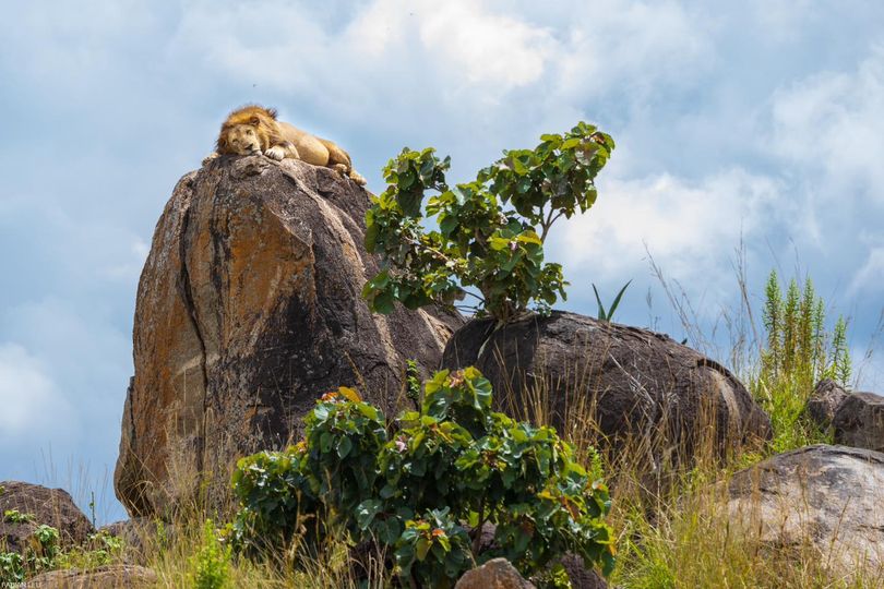 7-day-safari-extravaganza-kidepo-valley-murchison-falls-uganda-hidden-gems