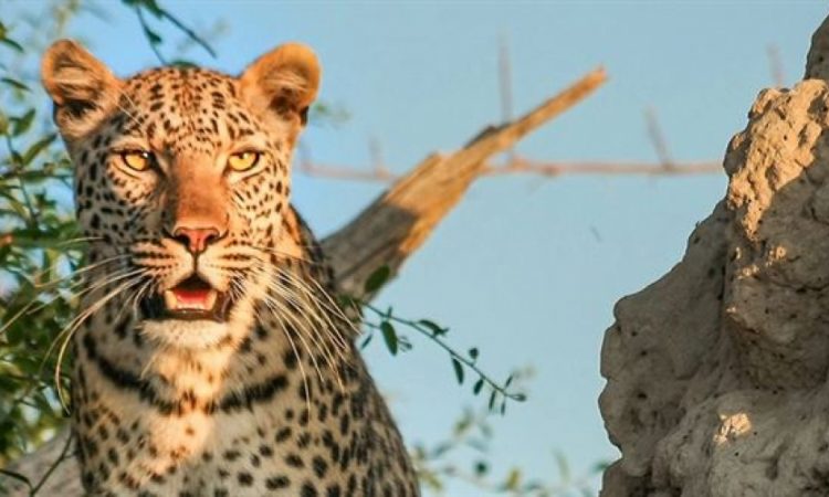 9-Days-Kenya-Wildlife-Zanzibar-tour-750x450