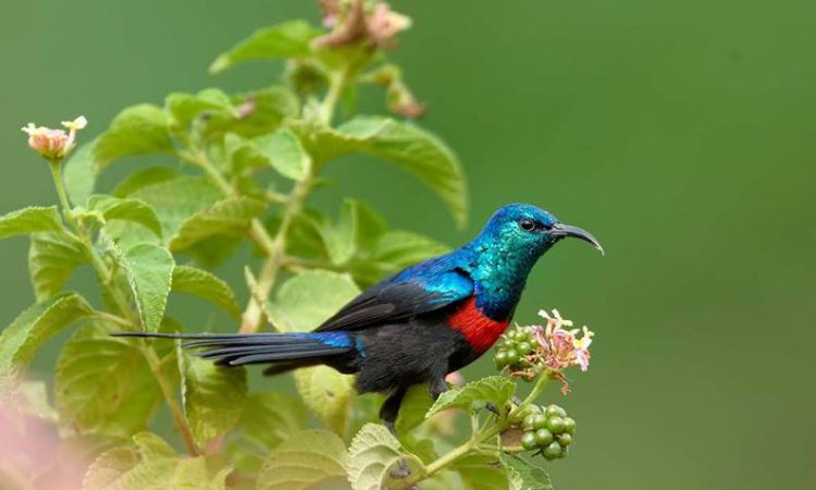 Birding-in-Semuliki-National-Park-Uganda