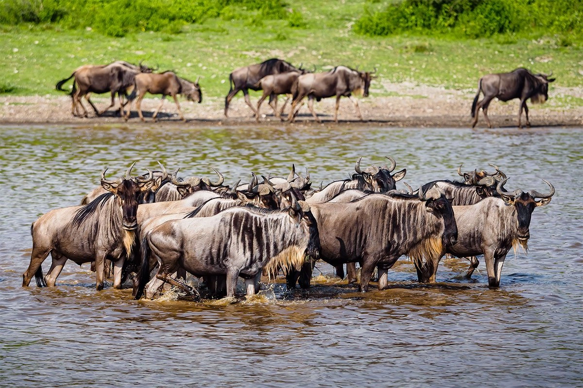 Ndutu-area-serengeti-Tanzania