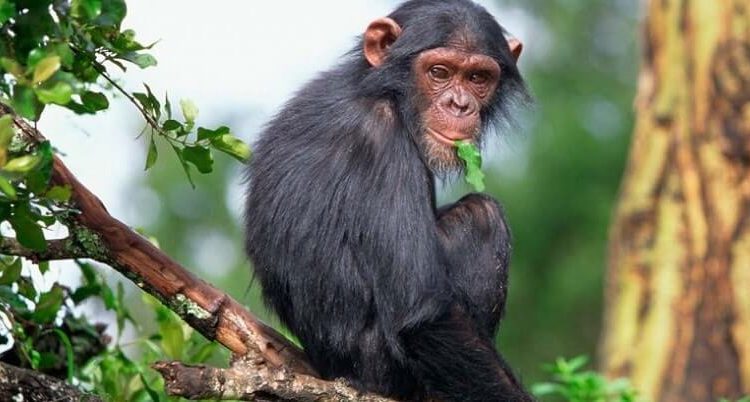 Rwanda-chimpanzee-trekking-750x402