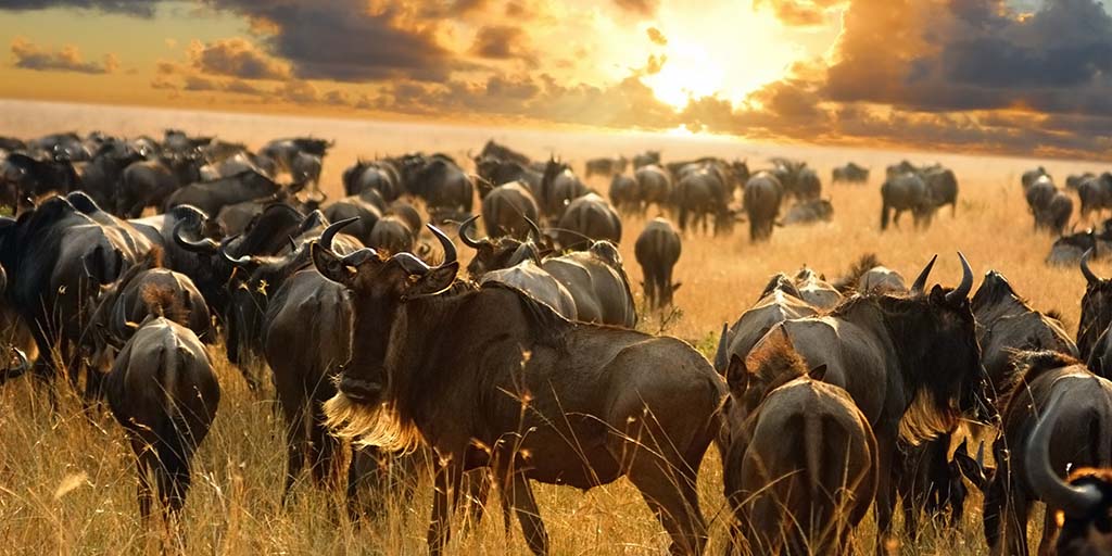 serengeti-national-park-3