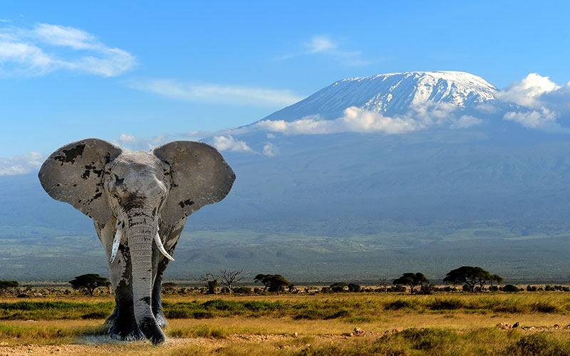 tanzania-800x500-elephant-kilimanjaro-tanzania-38057242