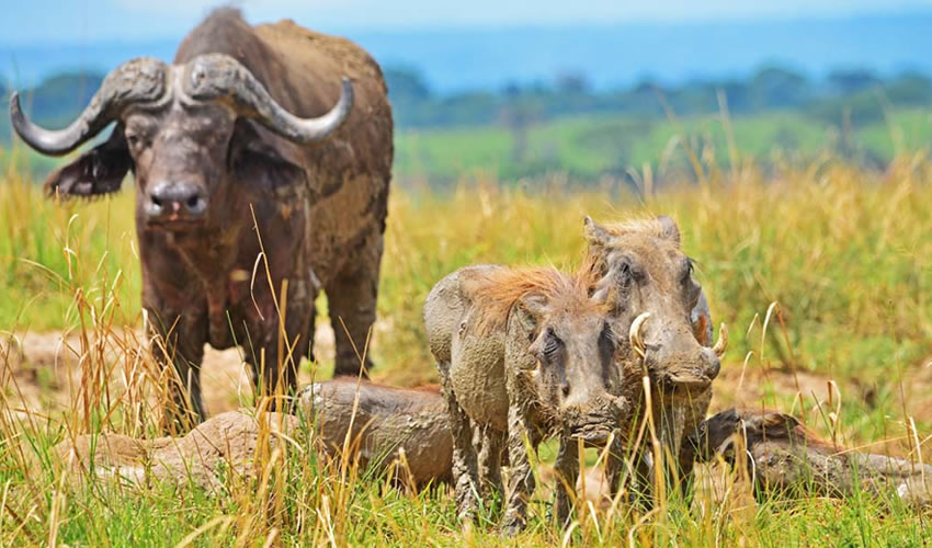 uganda-wildlife