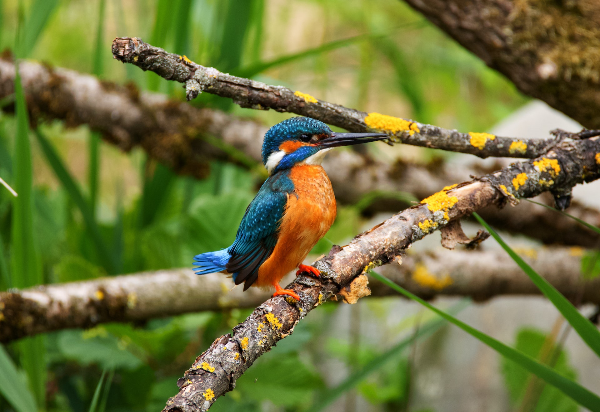 Birds-of-Lake-Mburo