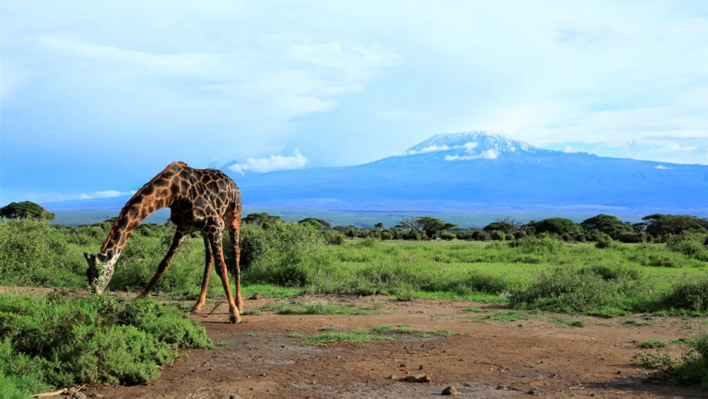 amboseli giraffe