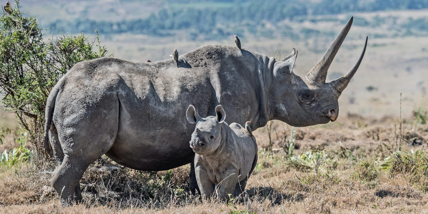 black-rhinos-masaimara-kenya