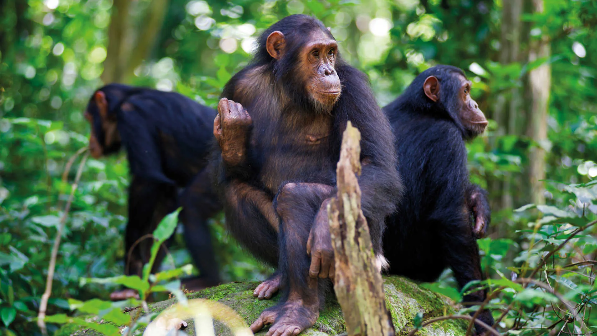 Chimpanzees chilling in Nyunge forest national park