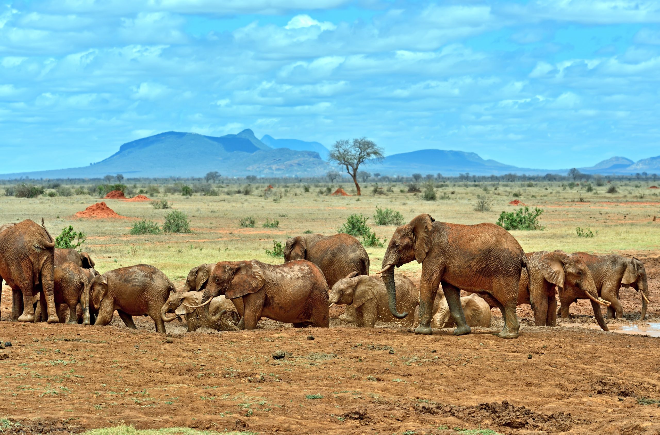 elephants tsavo