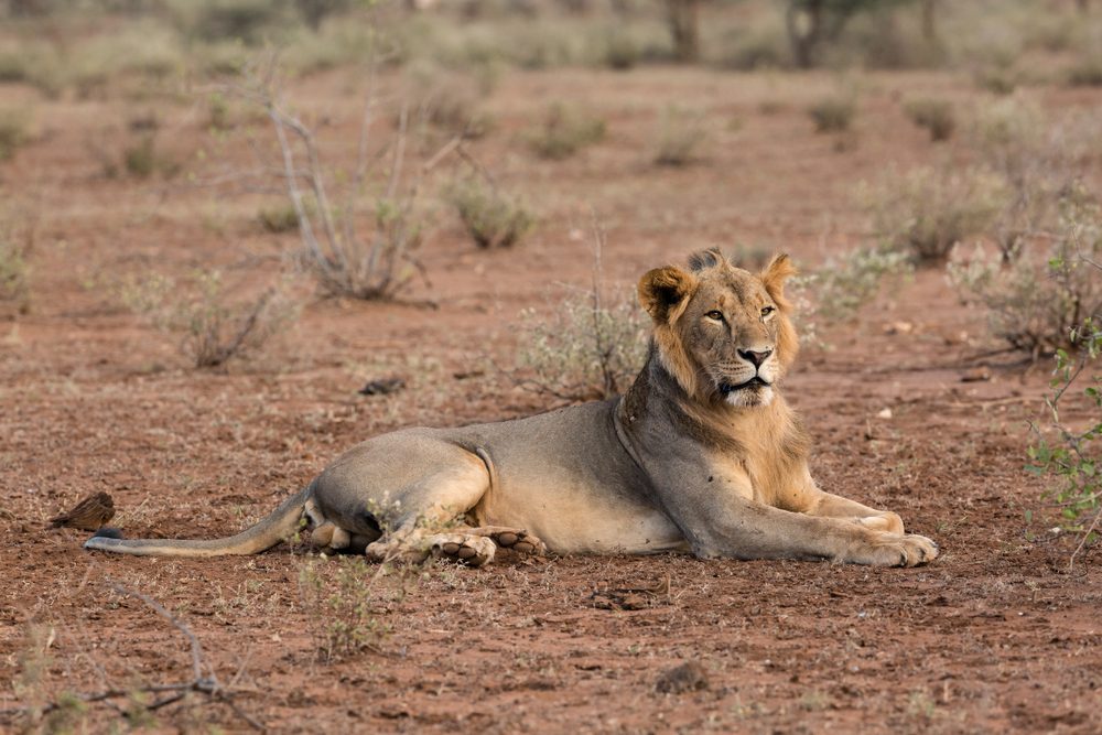 lions tsavo